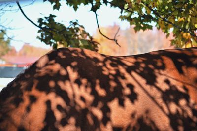 Low angle view of horse against trees