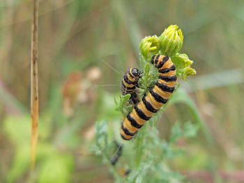 Close-up of caterpillars on flower buds