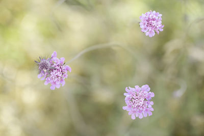 Close-up of pink flowers blooming outdoors
