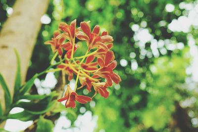 Close-up of day lily blooming outdoors