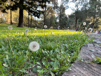 View of flowering plants in park