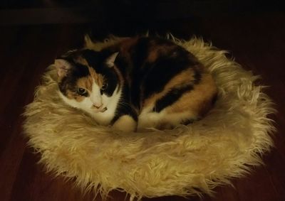 Portrait of cat resting on tiled floor