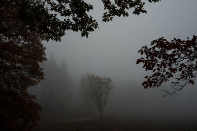 Trees on landscape against sky