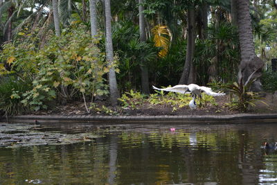 Ducks by trees in forest