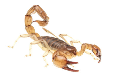 scorpion