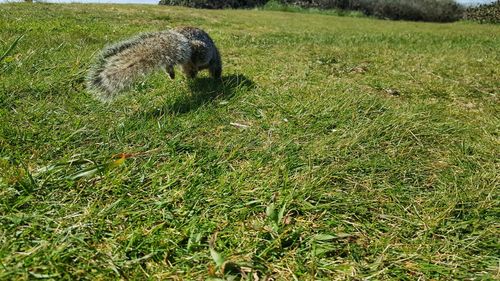 Plants growing on grassy field