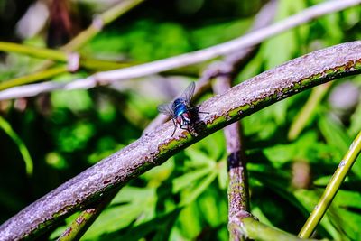 Close-up of fly on leaf