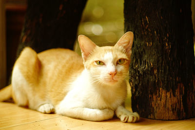 Close-up portrait of cat sitting