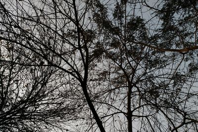 Low angle view of bare trees against sky