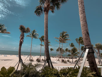 Palm trees on beach against sky