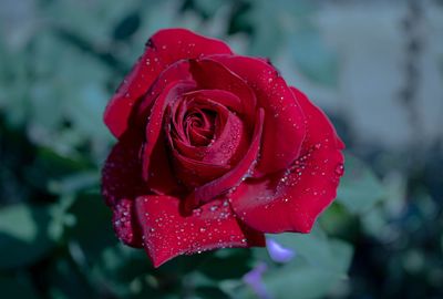 Close-up of wet red rose