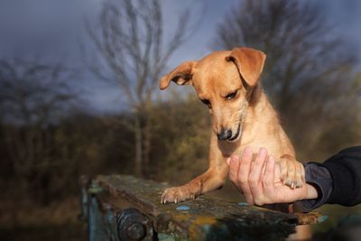 Midsection of man with dog