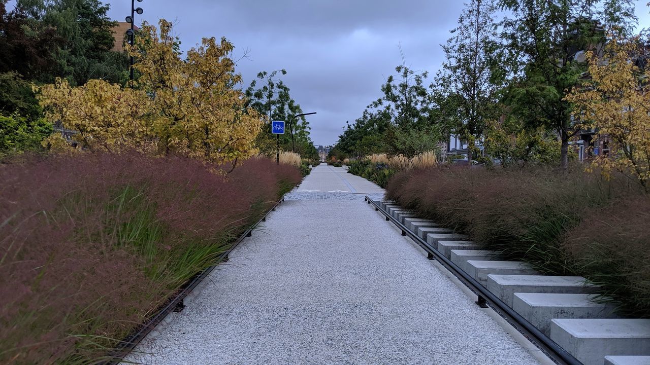 EMPTY ROAD ALONG PLANTS AND TREES