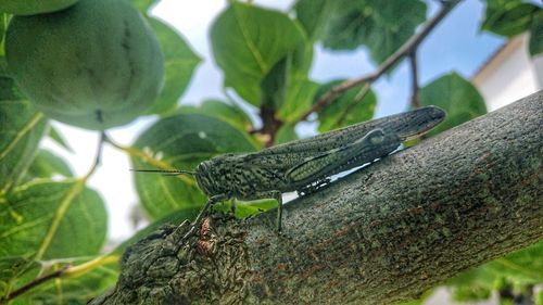 Close-up of butterfly on leaf