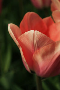 Close-up of red flowers