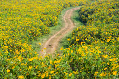 View of natural scenery tung bua tong mexican sunflower field in mae moh coal mine, 