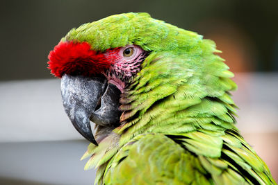 Close-up of military macaw