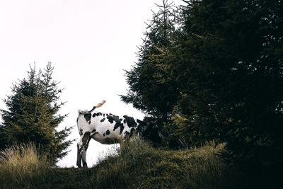 Cow grazing on grassy field against trees