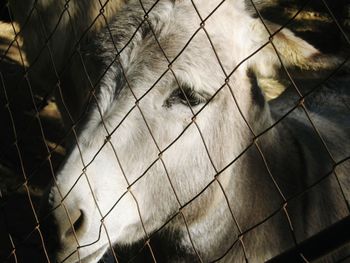 Close-up of horse