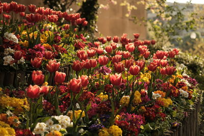 Close-up of pink flowering plants