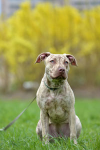 Portrait of dog sitting on field