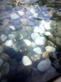 Trees in water