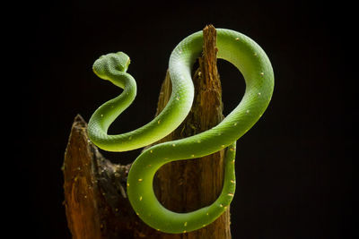 Close-up of spiral leaf against black background