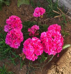 plant