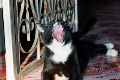 View of cat yawning