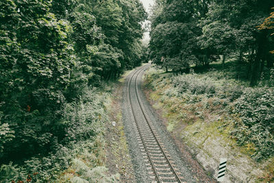 View of trees growing on railroad track