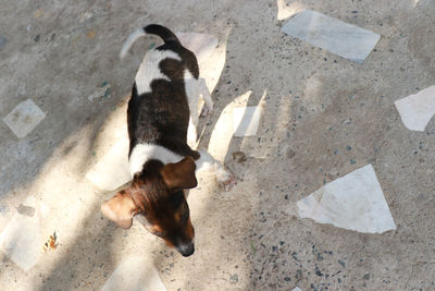 High angle view of a dog