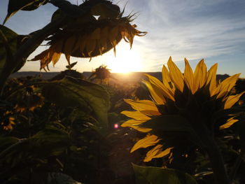 Close-up of sunflower blooming against sky