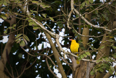 Low angle view of bird perching on tree