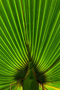 Close-up of palm leaf