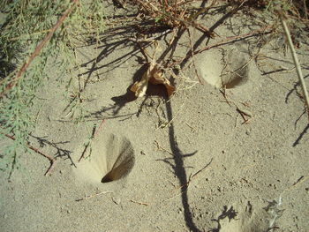 Close-up of dead tree on sand