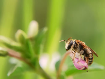 Close-up of bee pollinating on flower