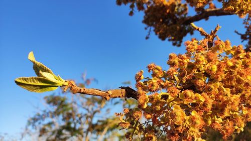 Low angle view of flowering plant against clear sky