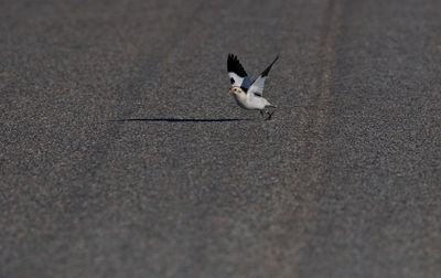 View of birds on ground