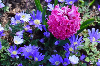 High angle view of purple flowering plants