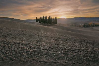 Scenic view of agricultural field against sky during sunset