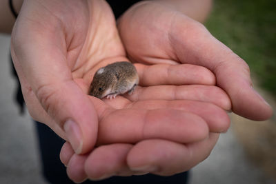 Close-up of hand holding small bird