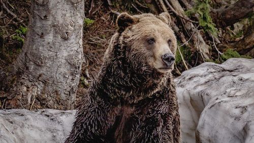 Portrait of a grizzly bear