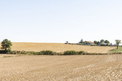 Scenic view of agricultural field against clear sky