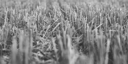 Close-up of wheat field