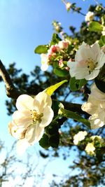 Close-up of white flowers blooming on tree