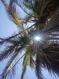 Low angle view of palm trees against sky