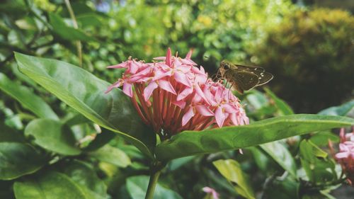 Close-up of insect on pink flower blooming outdoors