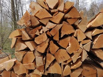 Stack of logs in forest