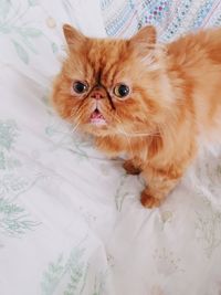 High angle portrait of cat on bed at home