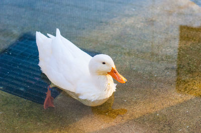 High angle view of seagull